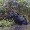 090 LOANGO 2 Akaka Riviere Rembo Ngove Nord Sortie Elephant 15E5K3IMG_107031wtmk.jpg